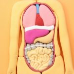 過敏性腸症候群（IBS）と鍼灸治療の詳細へ