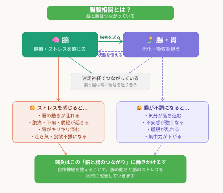 腸脳相関の仕組み 過敏性腸症候群 鍼灸